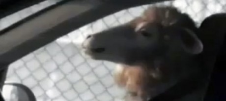 Вызывающая реклама Hyundai Elantra 2012 (видео)