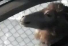 Вызывающая реклама Hyundai Elantra 2012 