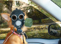 voni.net: избавляемся от неприятных запахов в салоне автомобиля